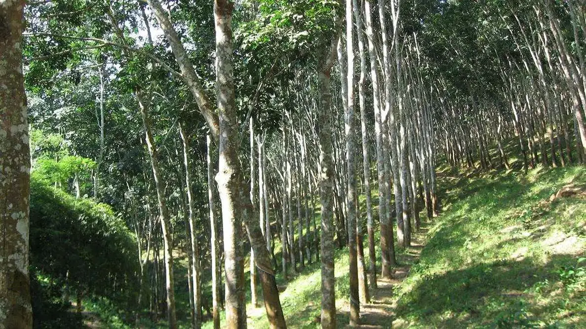 Feng Shui · photo 2