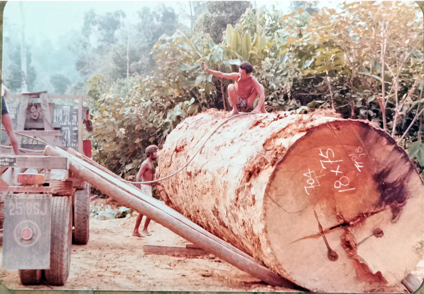The Timber Industry · Historical Photographs · photo 2