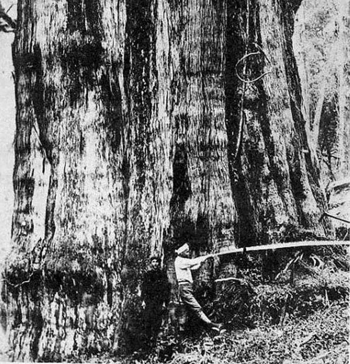 The Timber Industry · Historical Photographs · photo 10
