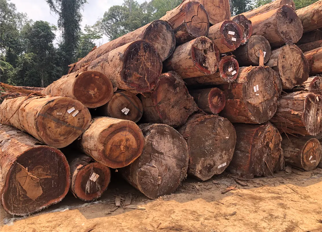 The Timber Industry · Historical Photographs · photo 11