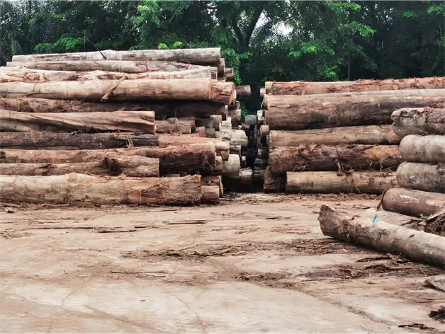The Timber Industry · Historical Photographs · photo 12
