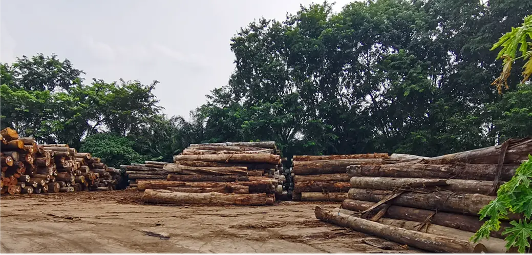 The Timber Industry · Historical Photographs · photo 18