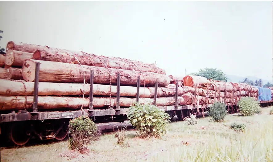 The Timber Industry · Historical Photographs · photo 19