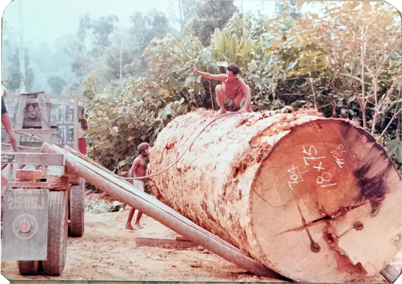 The Timber Industry · Historical Photographs · photo 21