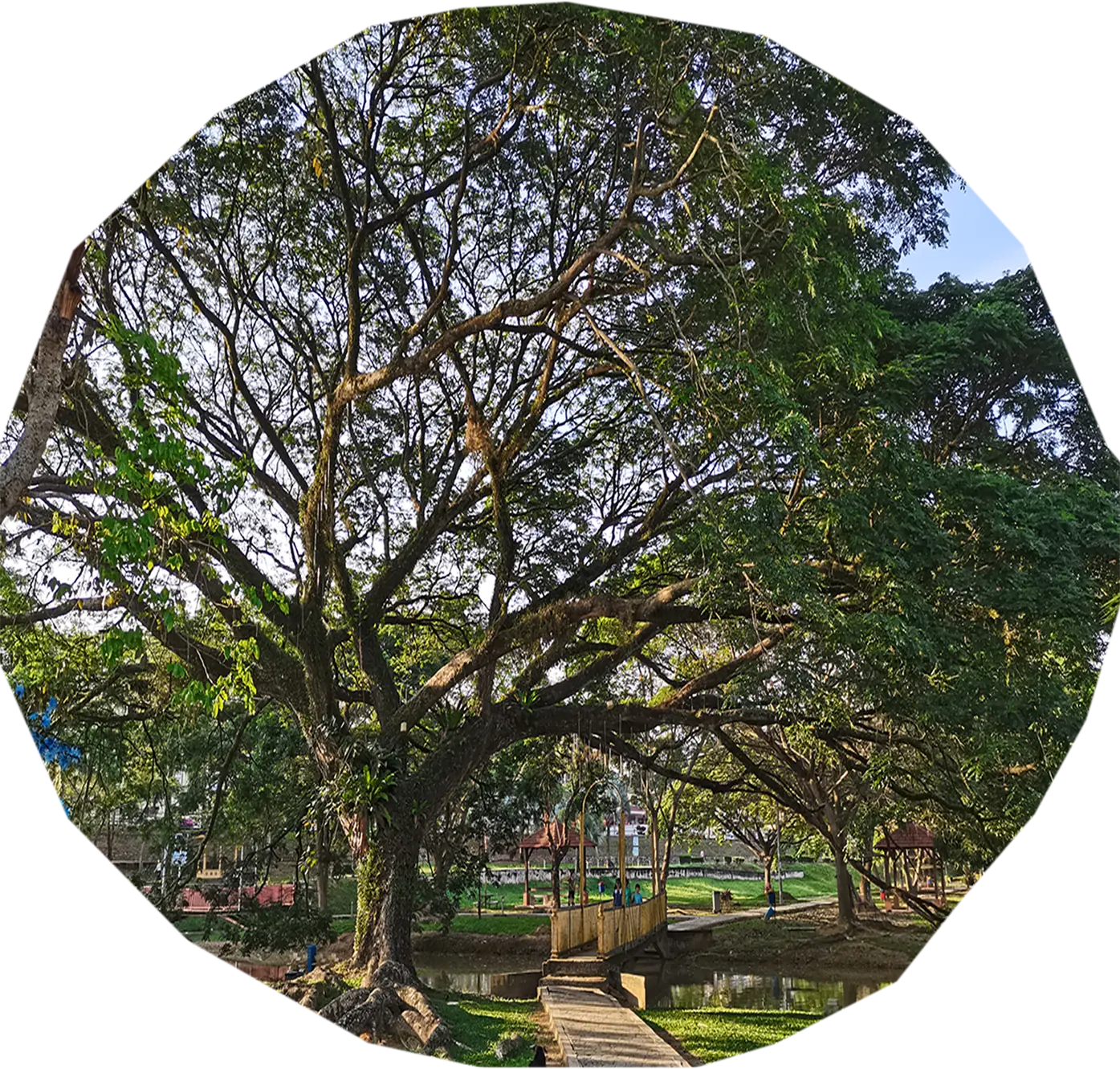 Rain Tree · photo 1