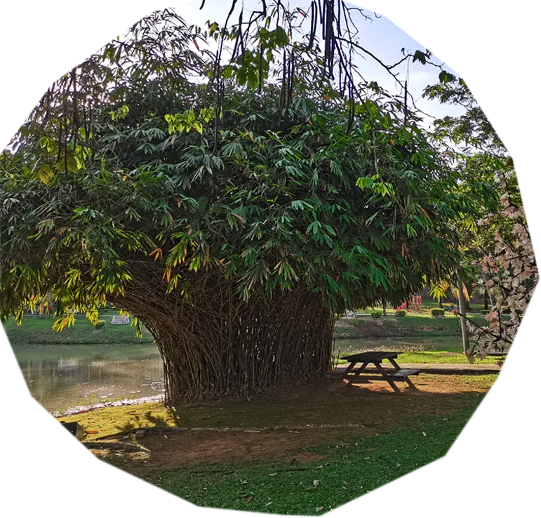 Rain Tree · photo 2