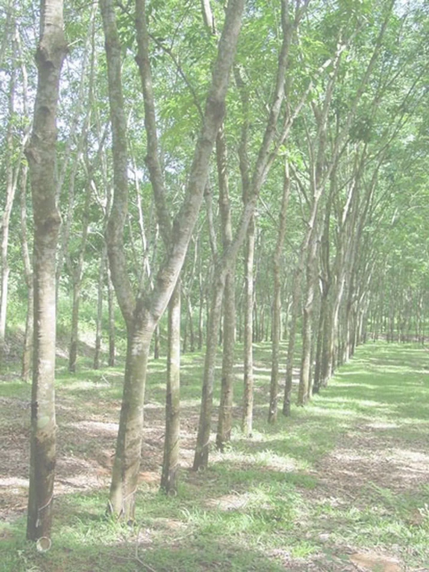 Rongji Xincun Plastic Garden