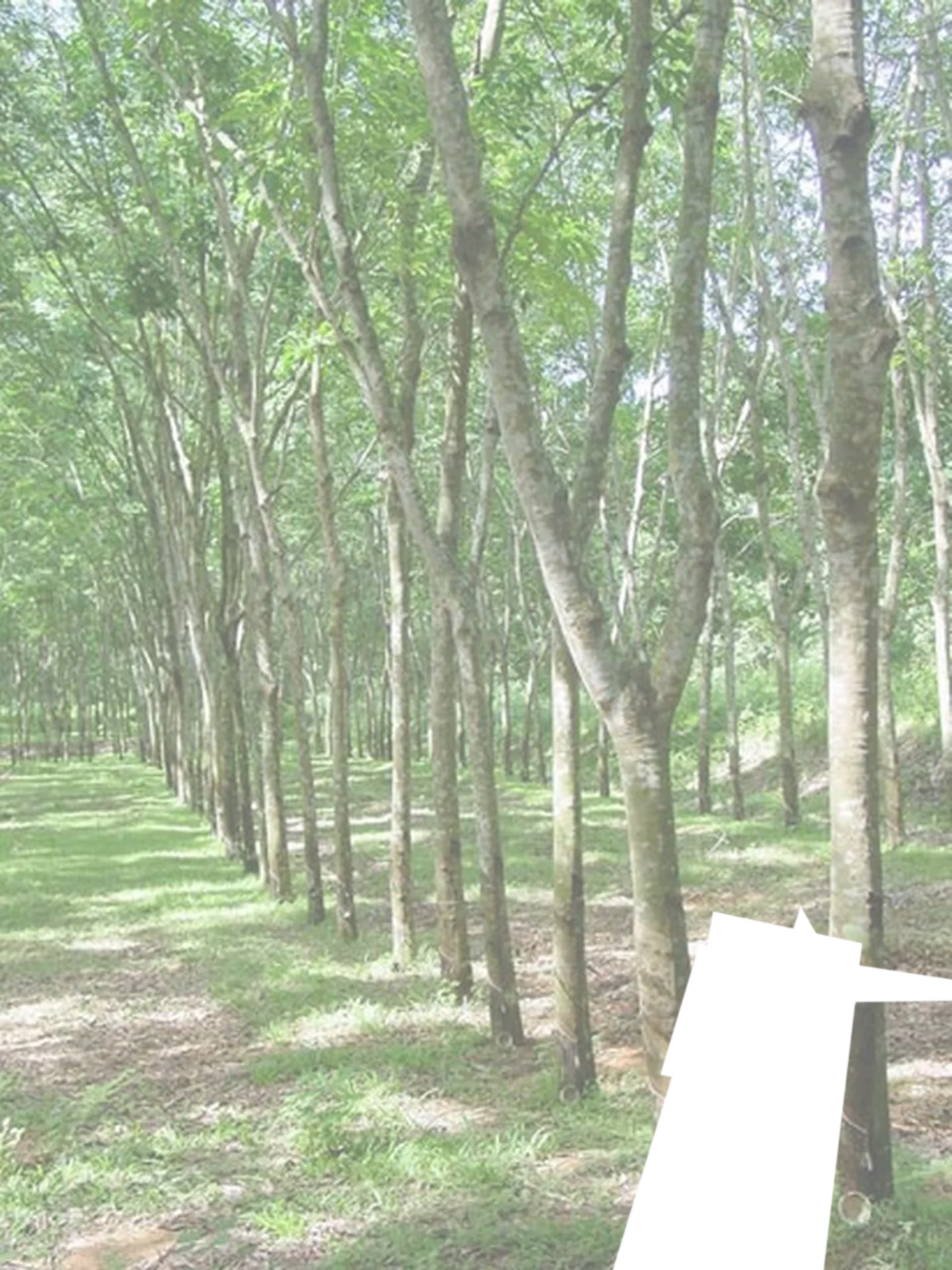 Rongji Xincun