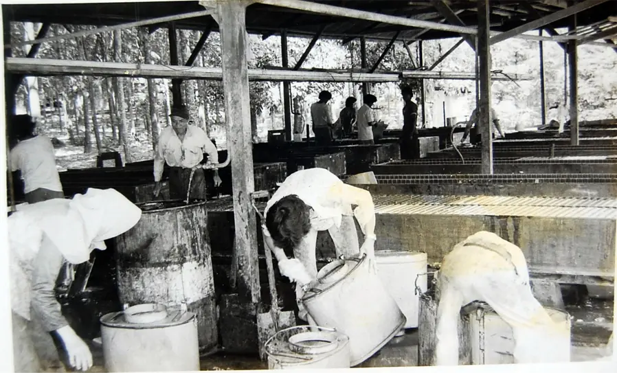 The glue workers sell the glue juice to the glue collection station and then make the film for sale.