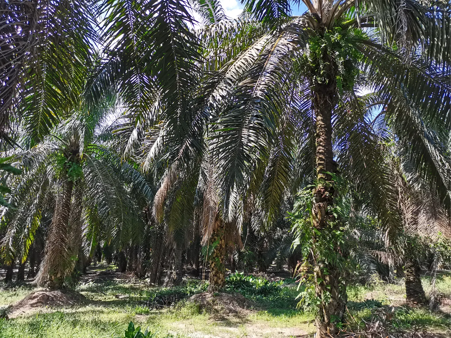 In the past, rubber trees were planted, but now they are planted with palm trees.