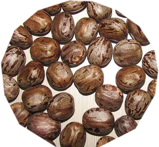 rubber fruit