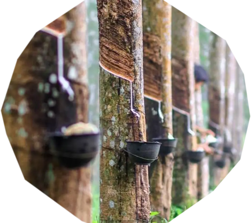 The story of Ladang Geddes · photo 40