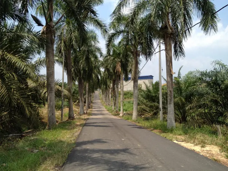 The story of Ladang Geddes · photo 43