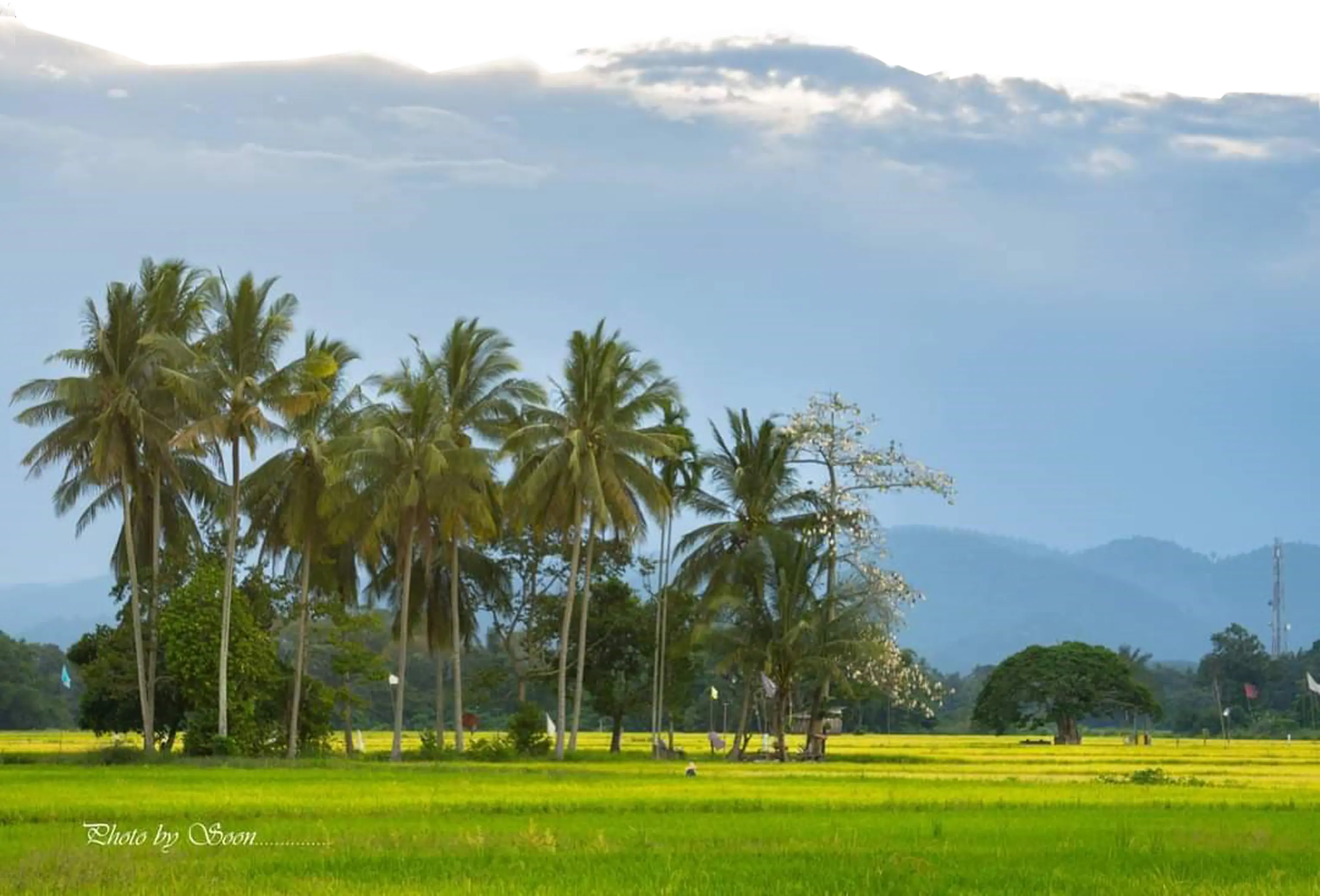 Exploring Kampong Lonek: The Beauty of Rural Bamboo Craftsmanship and Rice Fields · photo 1